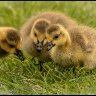 chatting chicks