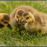 baby geese chatting halved..jpg