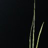 Baby Palm Tree ( I think )
