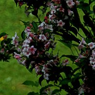 IMG_8662(1)(1).jpg