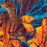 Ornamental Cabbage filter1