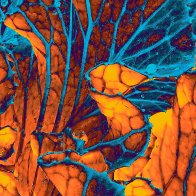 Ornamental Cabbage filter1.jpg