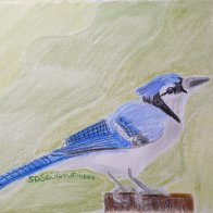 Hunting BlueJay.jpg