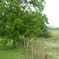 South Pasture Fence.JPG