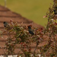 starlings in a tree halved..jpg