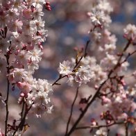 _DSC0373.jpeg