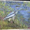 Blue Heron