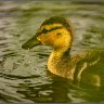 ducklings with water droplets.
