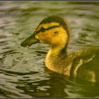 Duckling droplets 2 halved..jpg