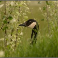 Goose eye 2 halved..jpg