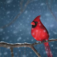 Snowy Blast.jpeg