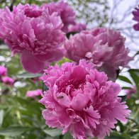 IMG_8261.jpeg