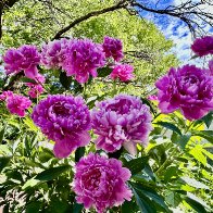 IMG_8254.jpeg