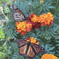 IMG_5710.jpeg
