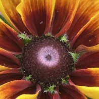 IMG_5386.jpeg