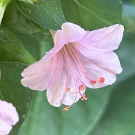 IMG_5398.jpeg