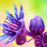 Sempervivum Flower Macro filter1