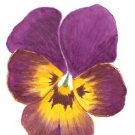 ACEO Pansy 1.jpg