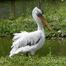 Dalmatian pelican