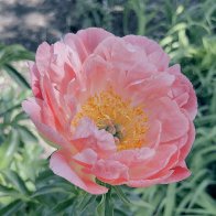IMG_3766.jpeg