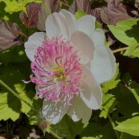 IMG_1143.jpeg