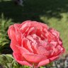 IMG_0909