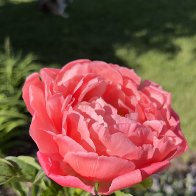 IMG_0909.jpeg