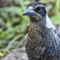 Immature-magpie-DSC_0520-1920X1280.jpg