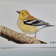 ACEO Cute Finch.jpg