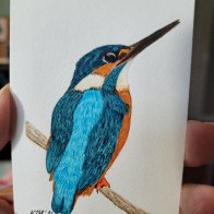 ACEO Kingfisher.jpg