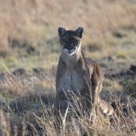 DSC_3813 cougar painting 2.JPG