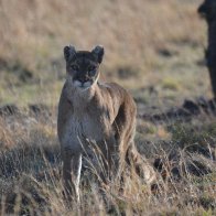 DSC_3821 cougar painting.JPG