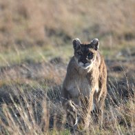 DSC_3822 cougar painting 3.JPG