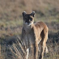 DSC_3824 cougar painting.JPG