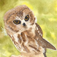 Northern Saw-Whet owl.jpg