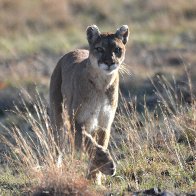 DSC_3835 cougar painting 3.JPG