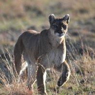 DSC_3837 cougar painting 4.JPG