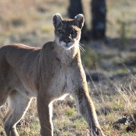 DSC_3841 cougar painting 5.JPG