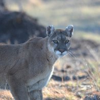 DSC_3852 cougar painting 6.JPG