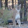 cougar 10