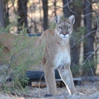 DSC_3867 cougar painting 7.JPG