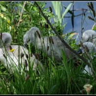 Cygnets coming out of a lake halved..jpg