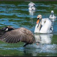 A goose avoiding a swan halved..jpg