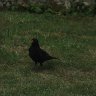 Lovely visitor 