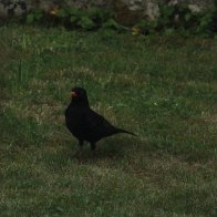 IMG_8734(1).JPG