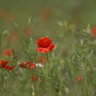 Poppies on a spring morning halved..jpg