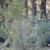 DSC_3890 cougar painting 8.JPG