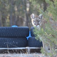 DSC_3896 cougar painting.JPG