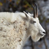DSC_0815 (2) m goat.JPG