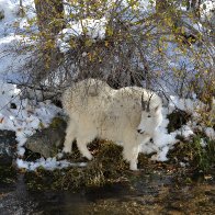 DSC_1213 (2) m goat.JPG